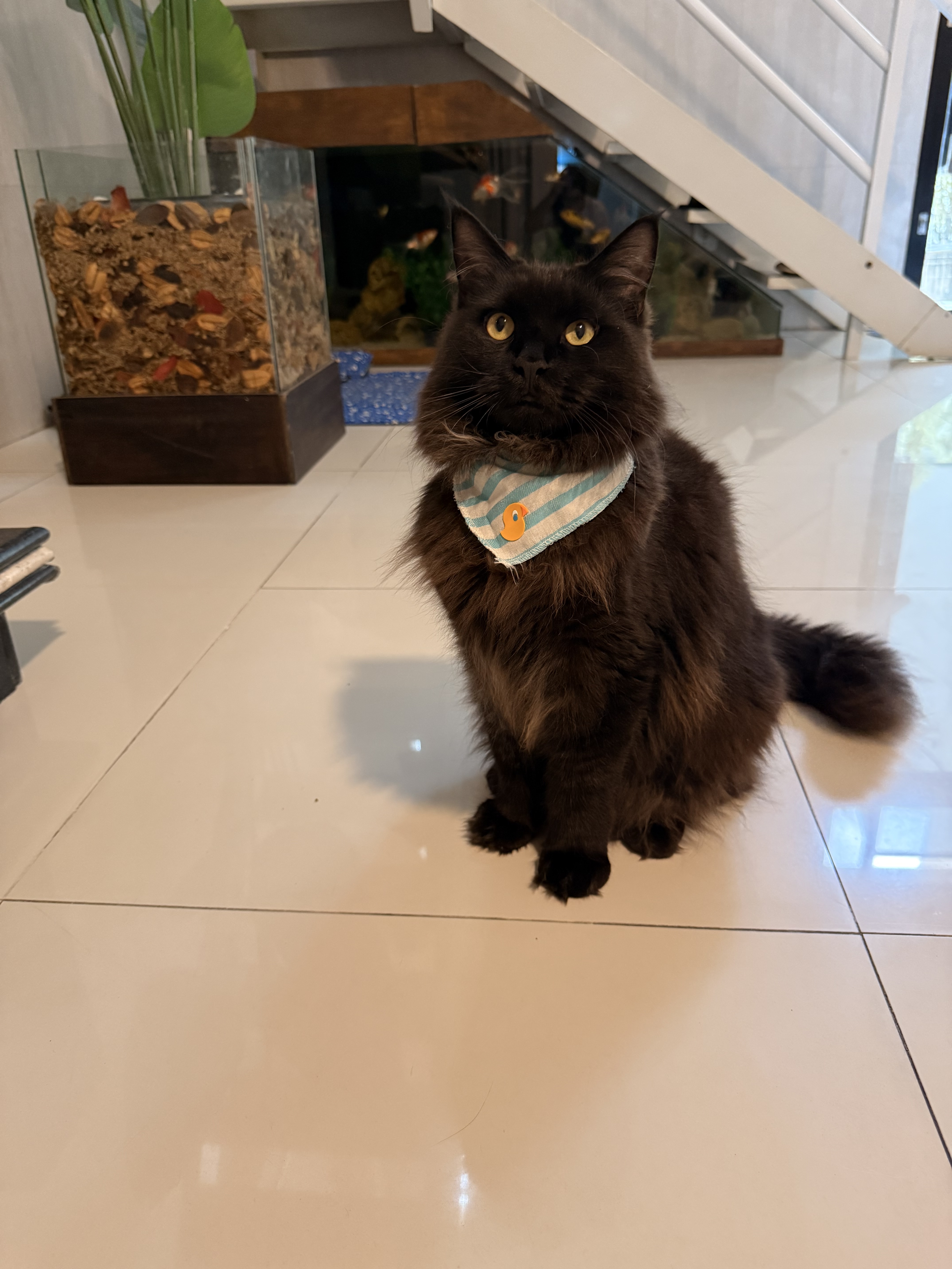  Black Panther  Giovanna Gomes 