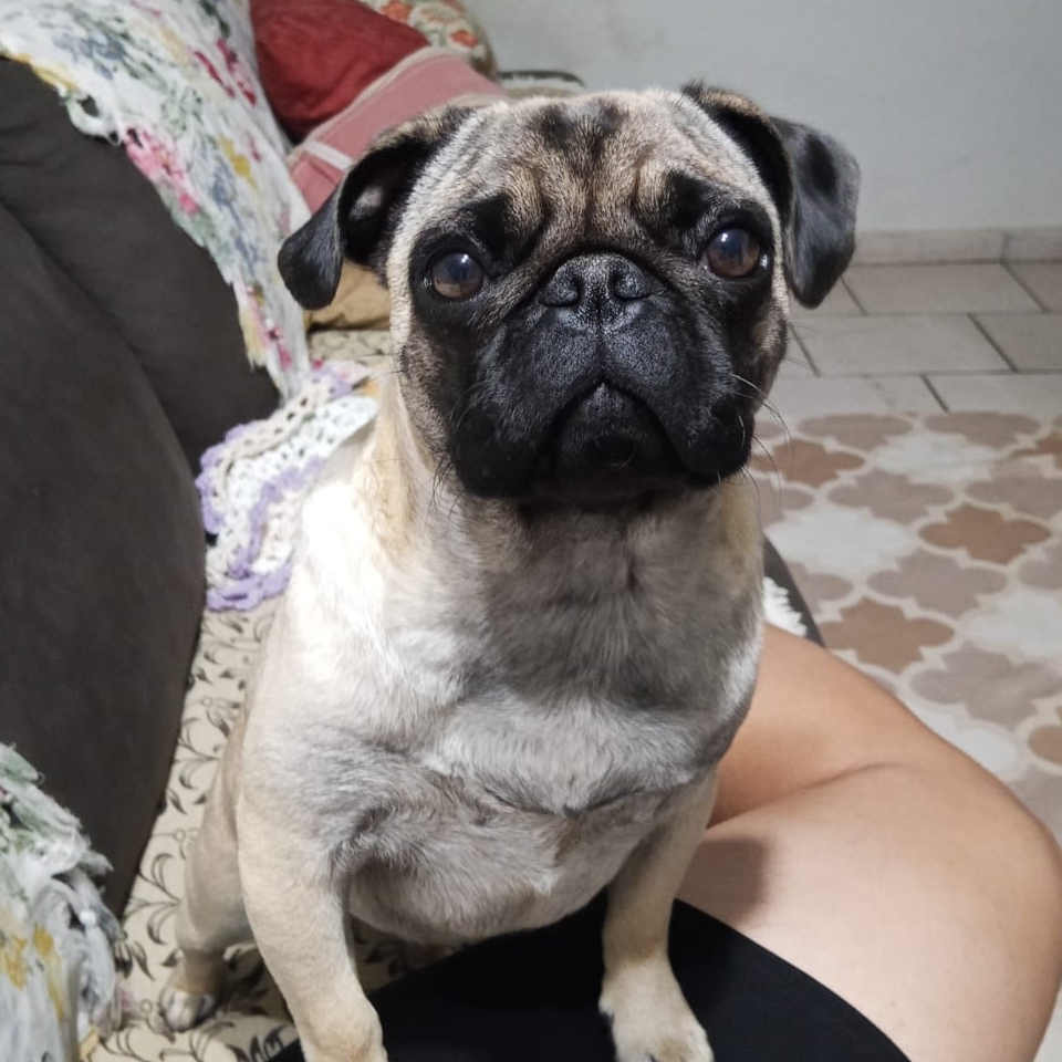 -Olivia Cristina De Souza Silva Nicole Geovana 