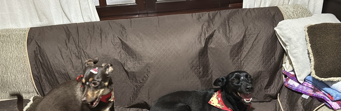 Ol&iacute;via Tulipa de AguiarTamiris Aguiar