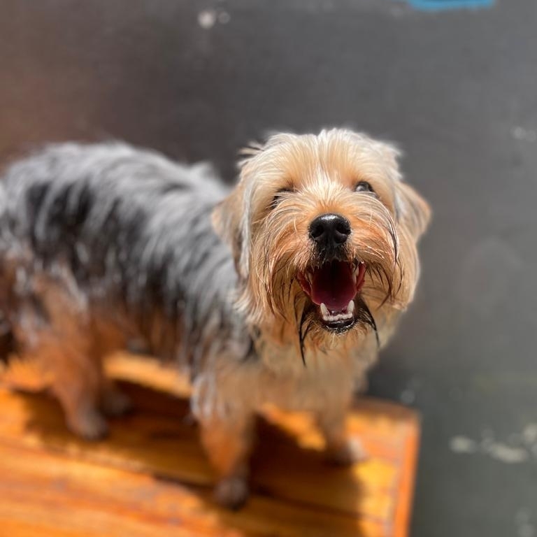 Zoe Milene Lopes Canguss&uacute; 