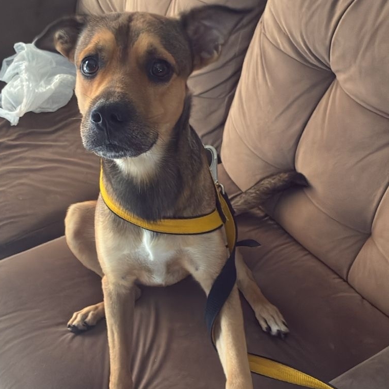 Shelby Rubens Guimar&atilde;es 