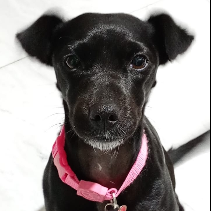 Lola Araujo Borges Larissa Araujo / Nicollas Borges