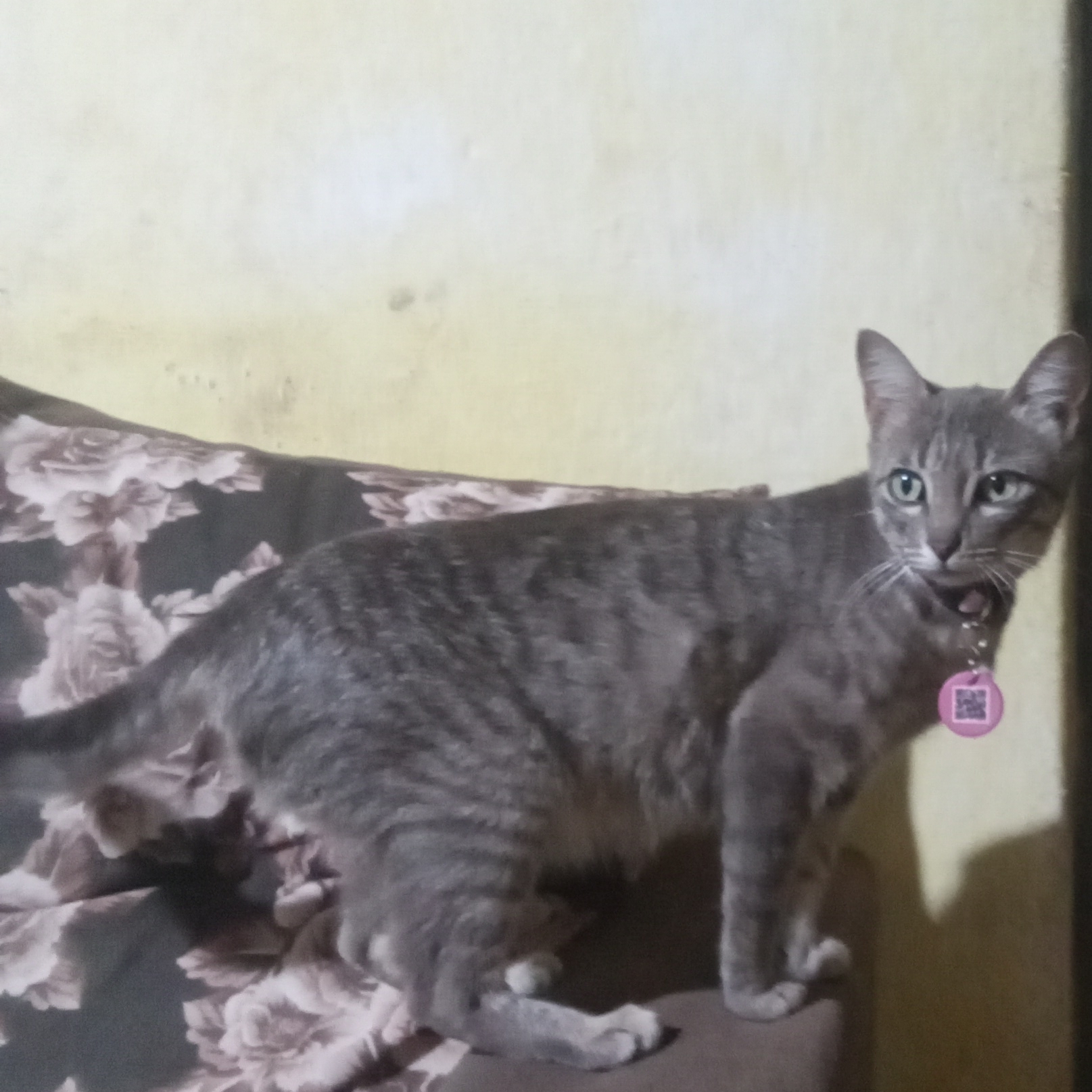 -preguicinha Gabriel 