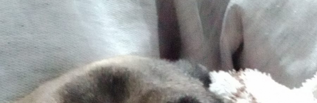 -Olivia Cristina De Souza SilvaNicole Geovana 