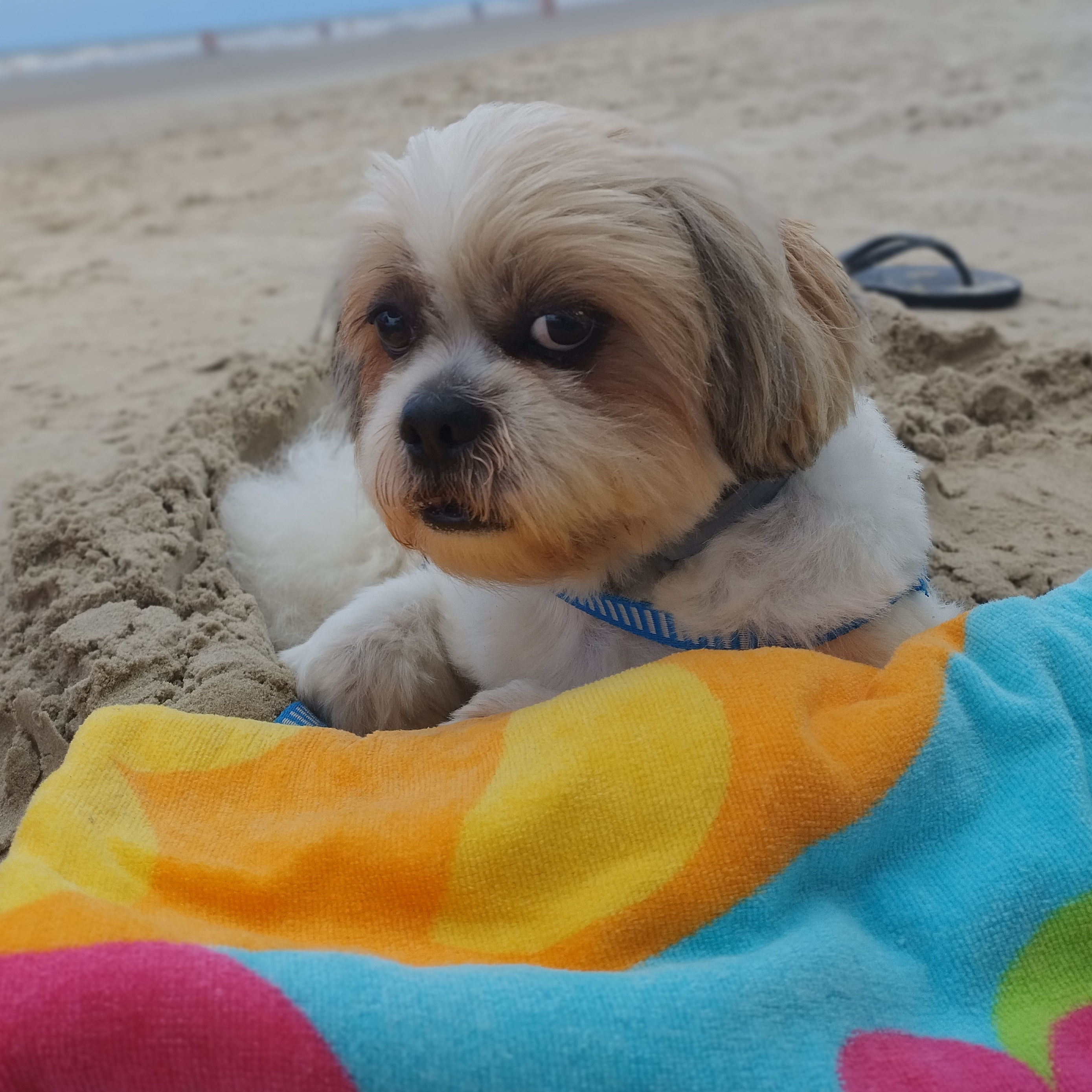 -Chilli Ingrid e Matheus 