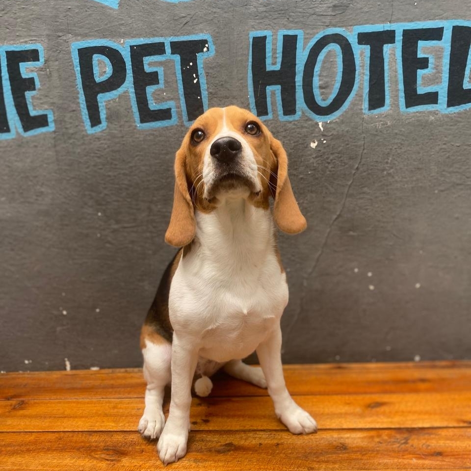 Pipoca odontologiafabiana@gmail.com