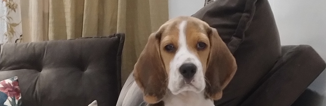 -AmarulaIngrid e Matheus 