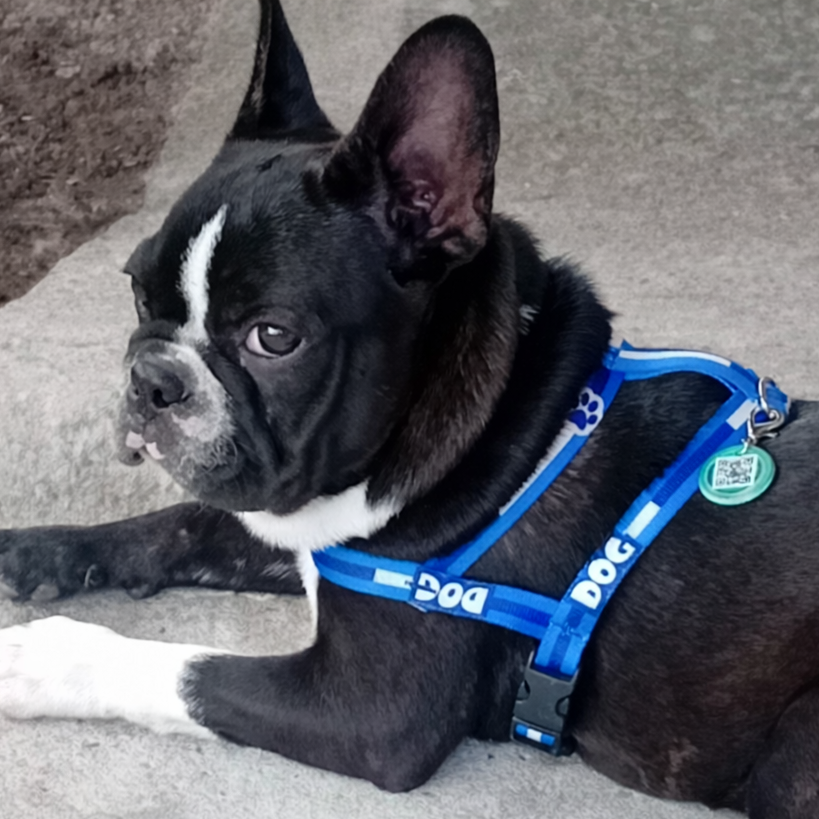 Chettos Janice de Oliveira / Neira Rosane Rodrigues