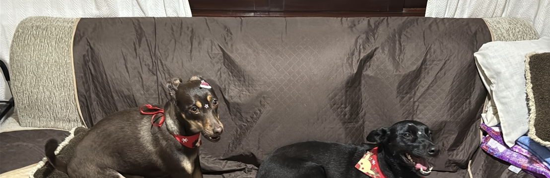 Fel&iacute;ciaTamiris Aguiar