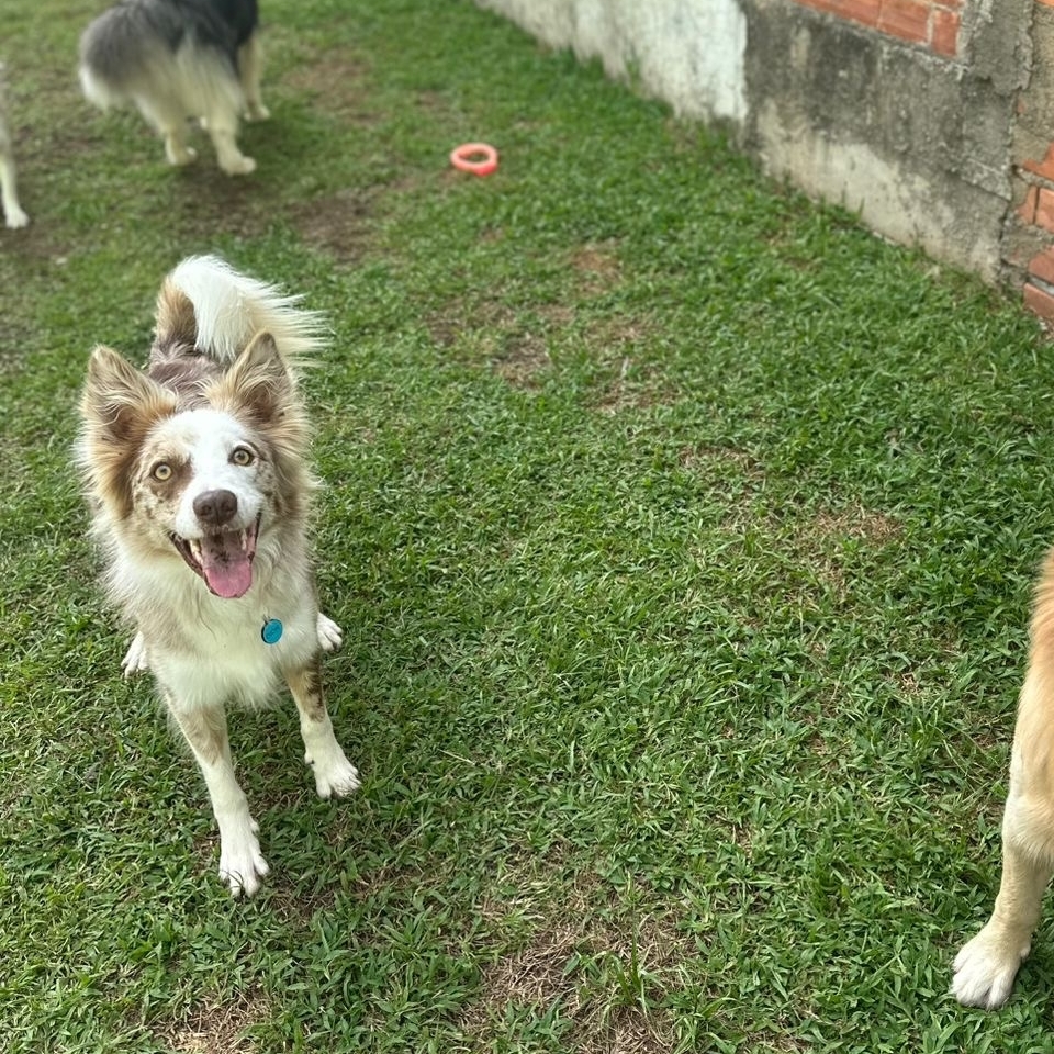 Dior Gabriel Busatta