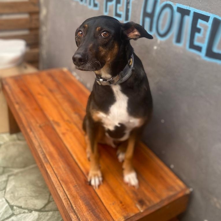  Bolt Danielle Cristina de Sant Ana Briner