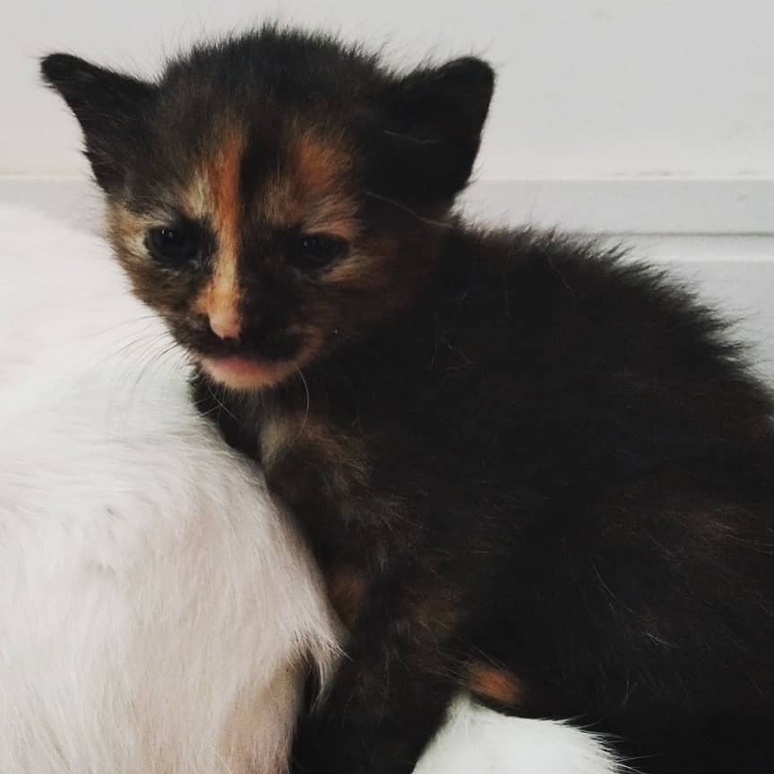 L&oacute;tus  Lucas Pimenta 