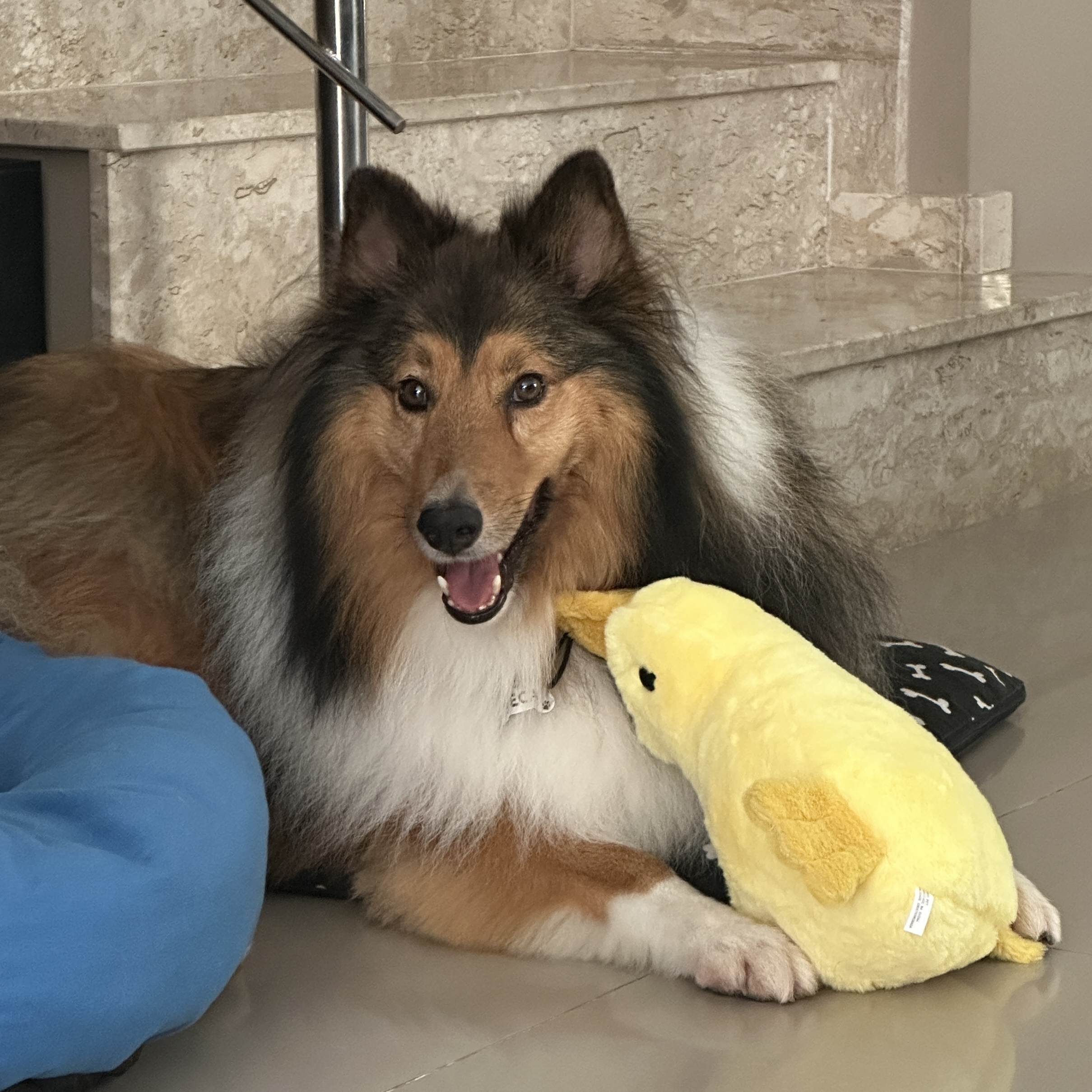 Zeca  Chenia Moreira Blessmann Garcia 