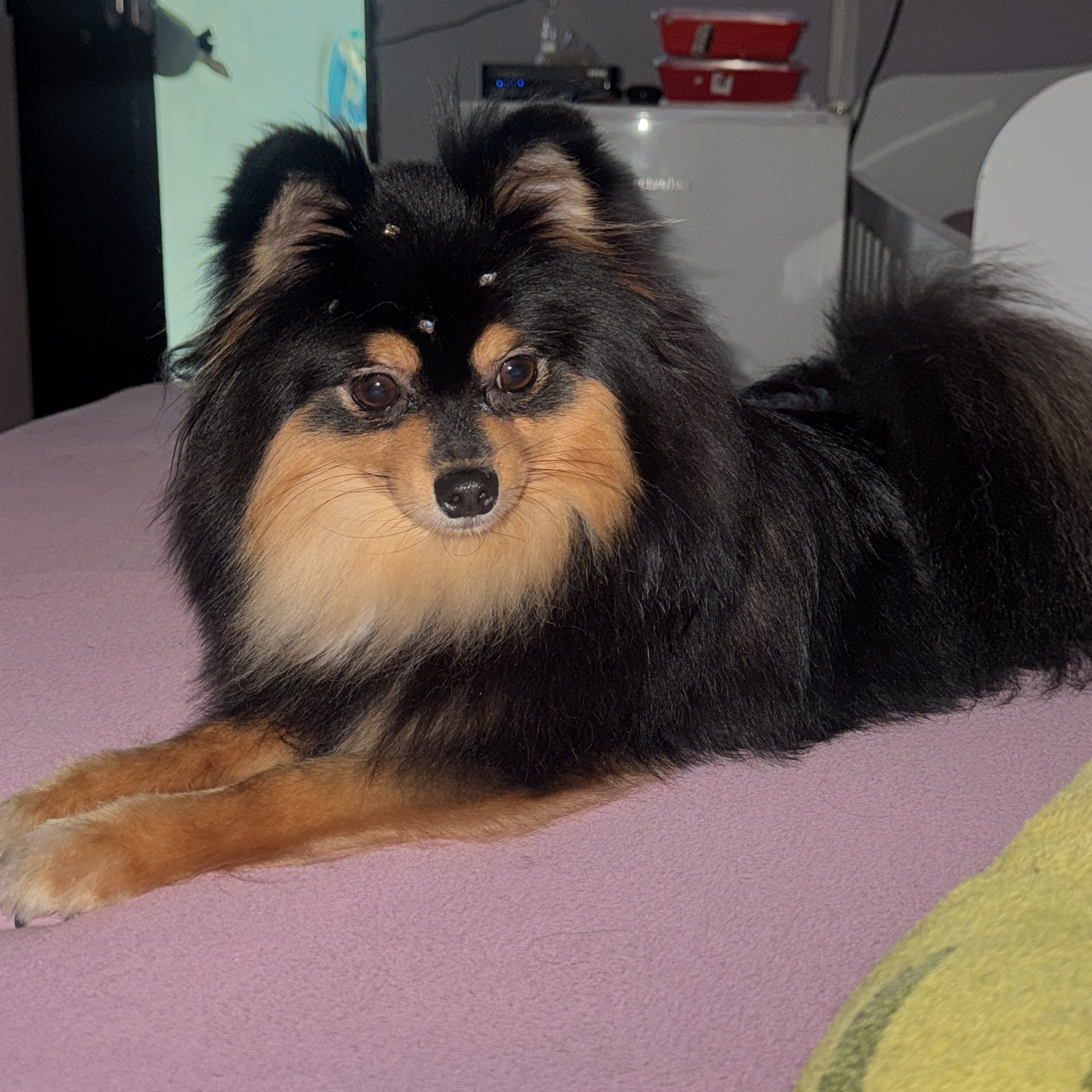 Pithuca  Bruna Stefani