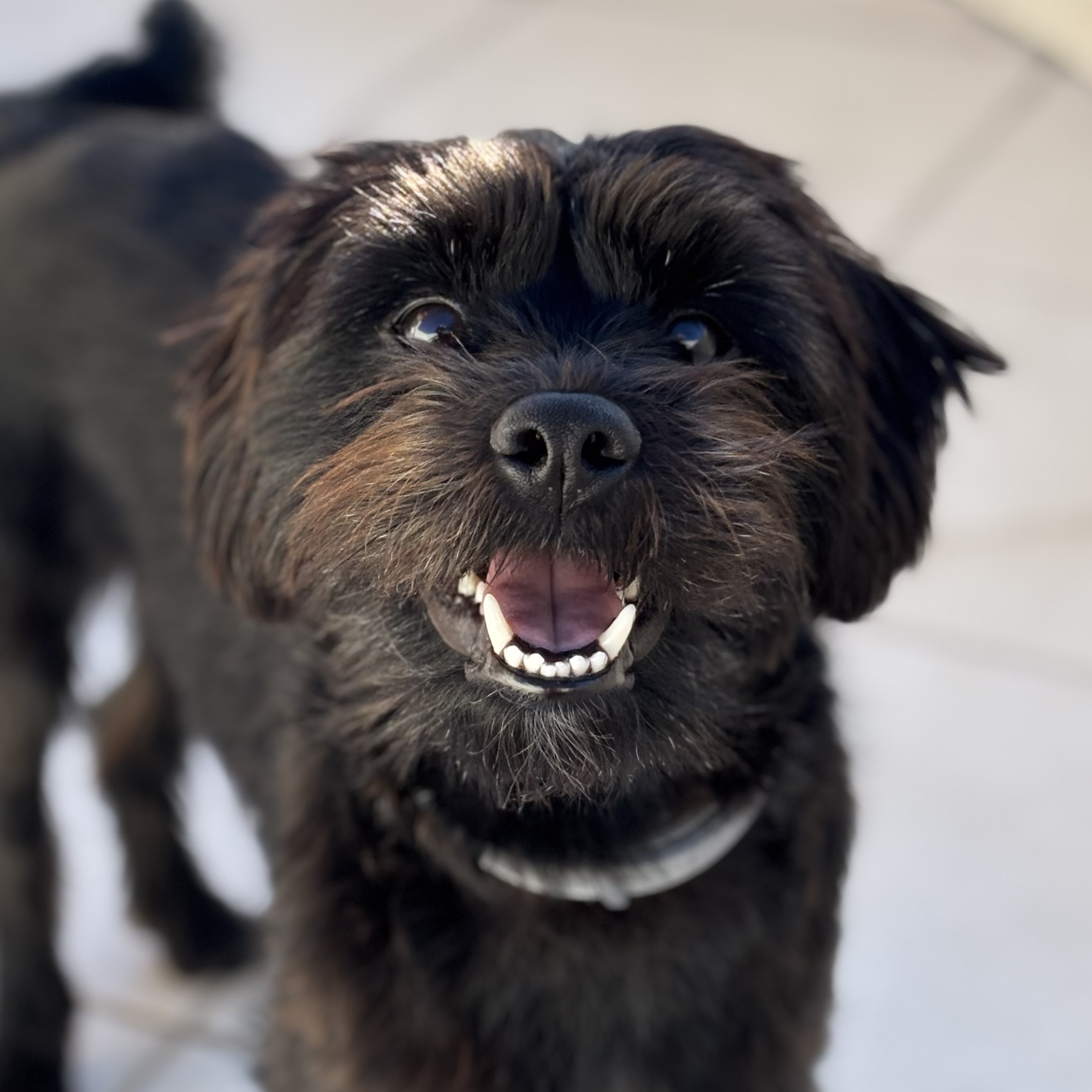 Feij&atilde;o Tha&iacute;se 