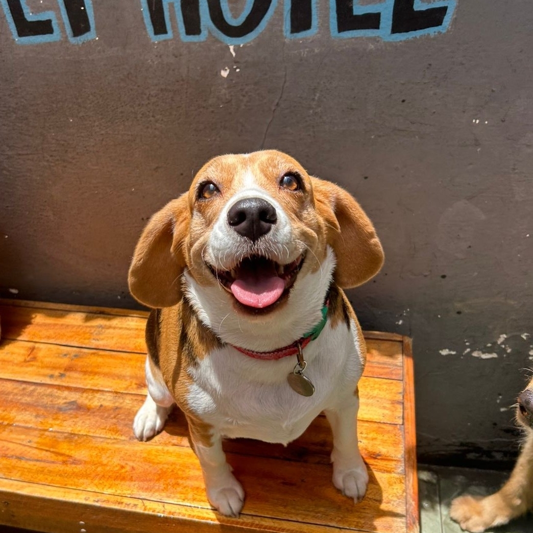 Meg Milene Lopes Canguss&uacute; 