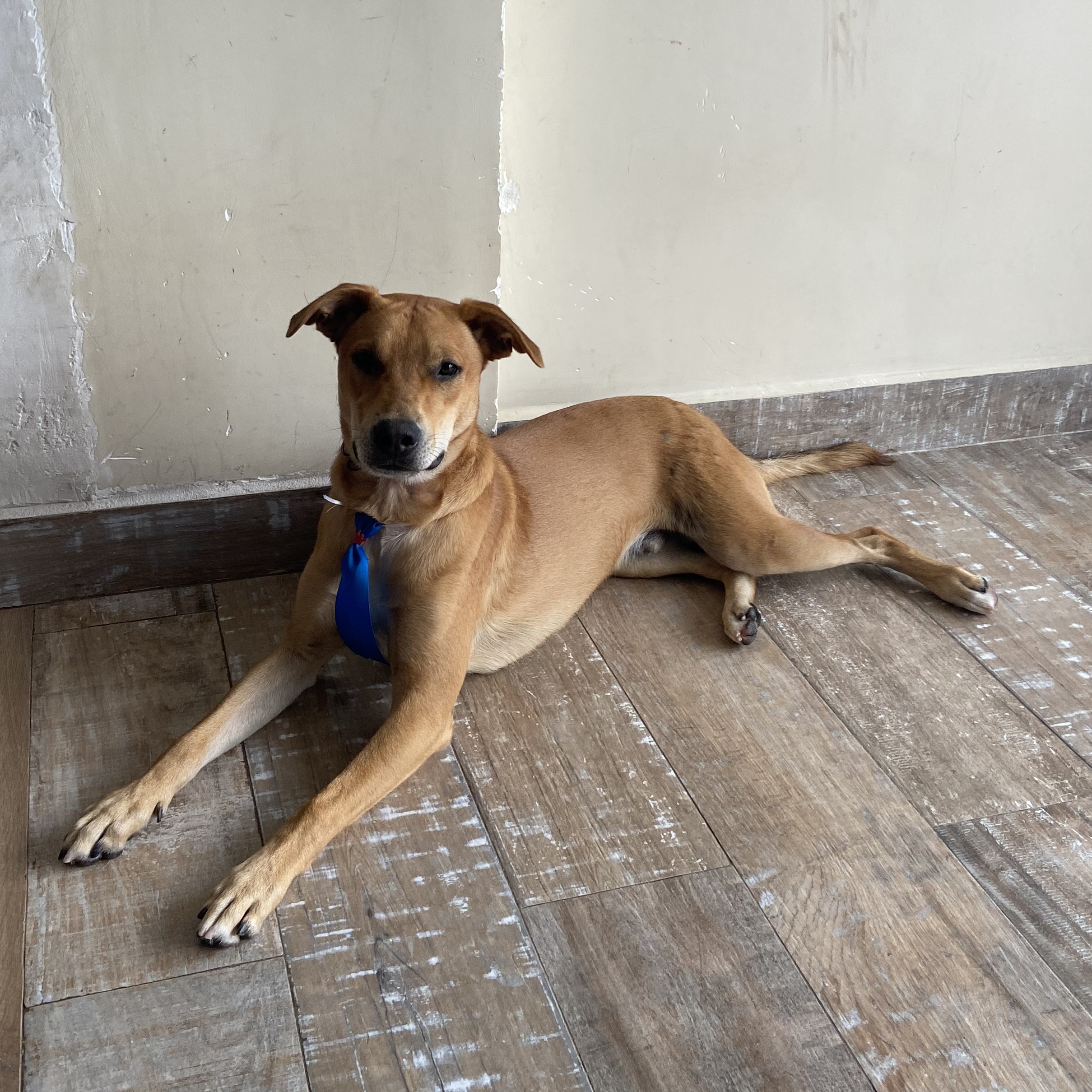 Max Tha&iacute;s Michelli 