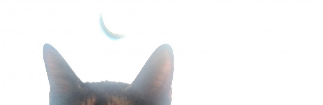 L&oacute;tus Lucas Pimenta 