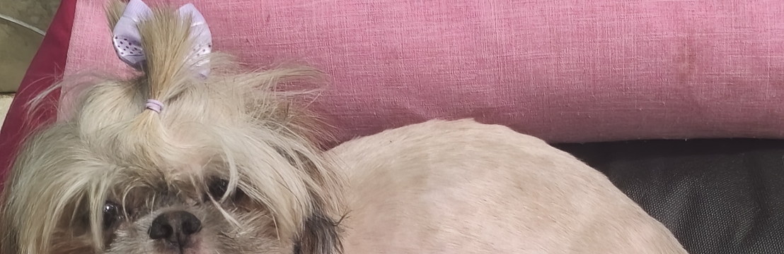 -manu  marques Iara marques 