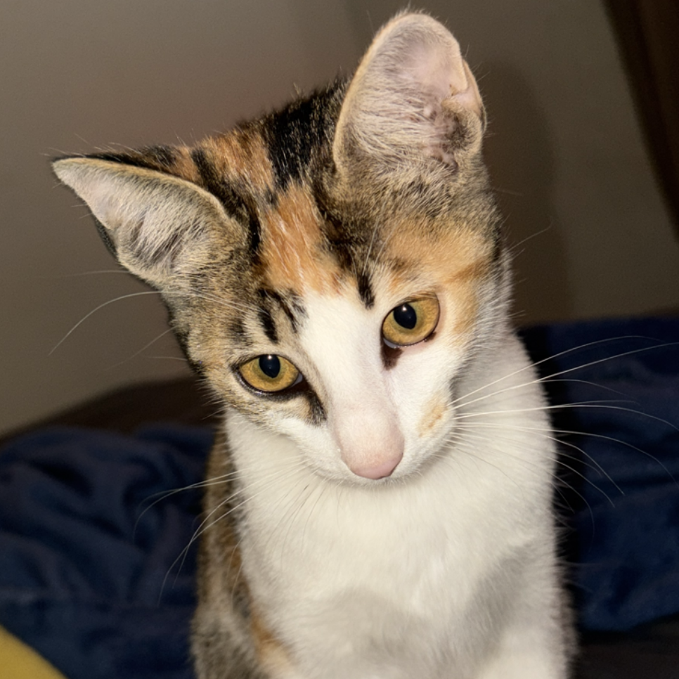 -Gisele Paula e Matheus 