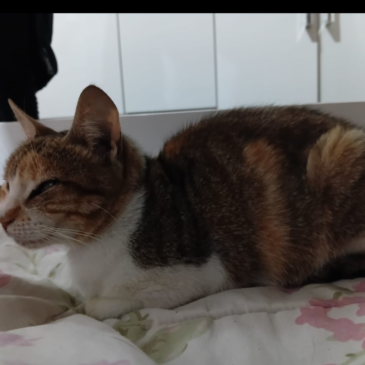 -Xarope Maria Eduarda da Silva Matias 