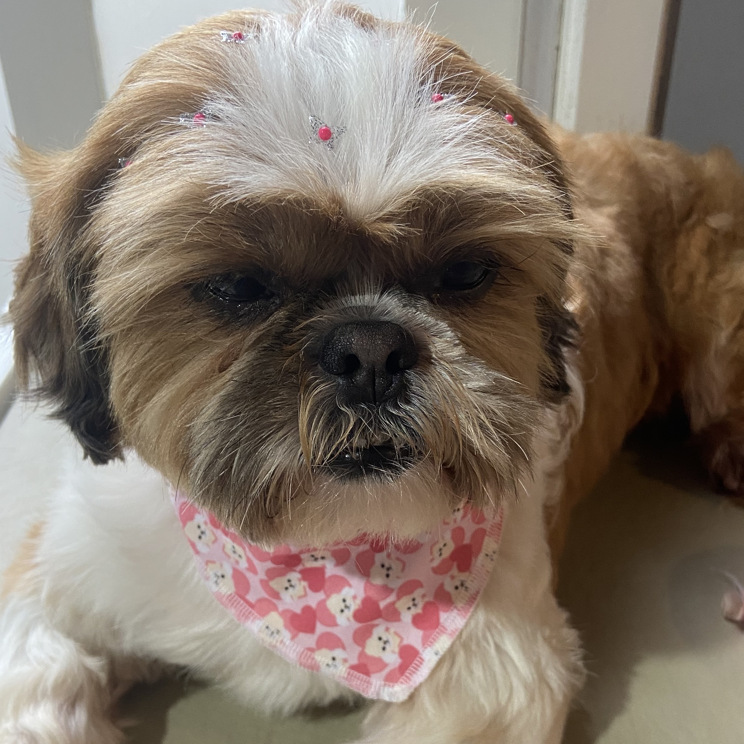 -Sol Patr&iacute;cia 