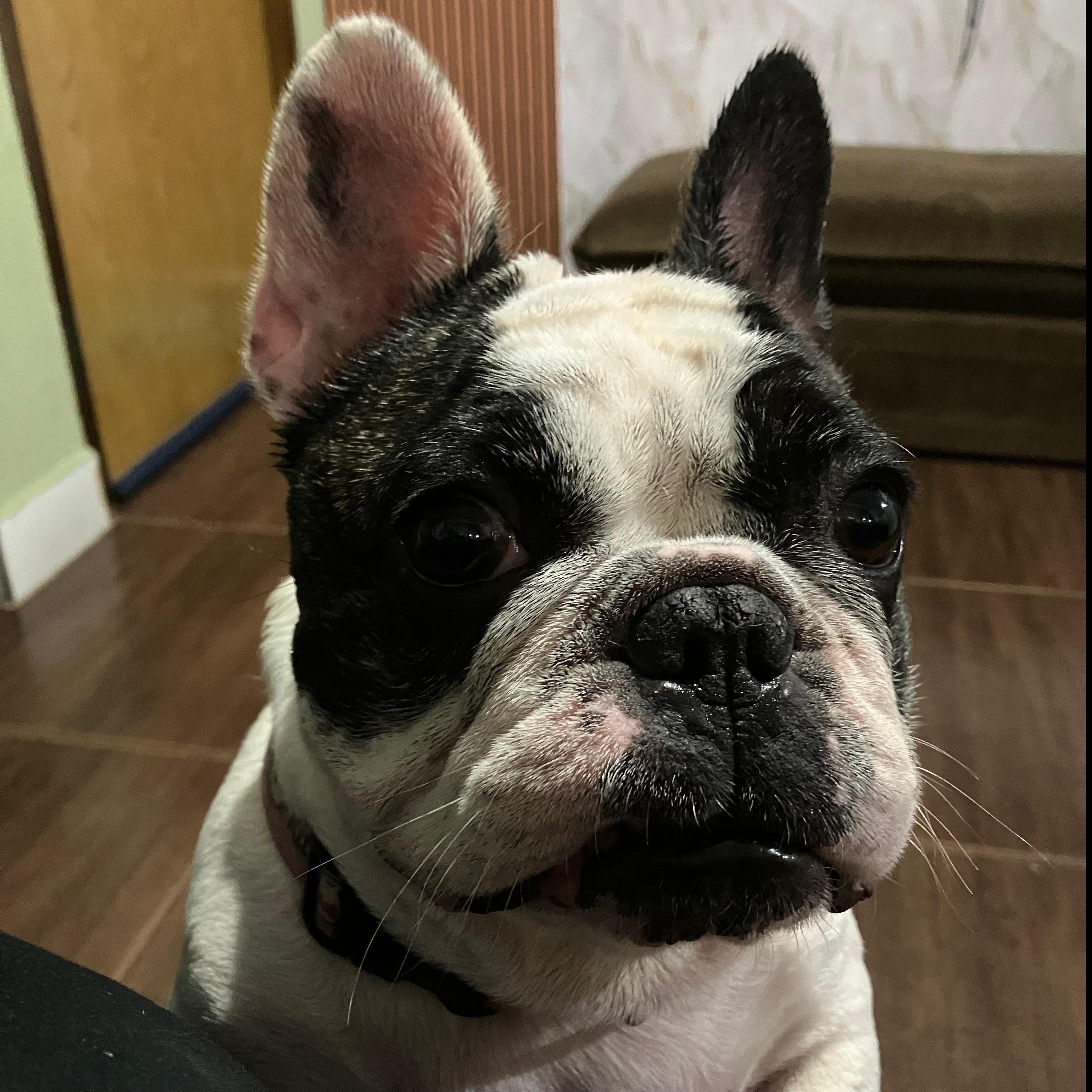 Lolla Manoela Drummond Gouvea Fonseca