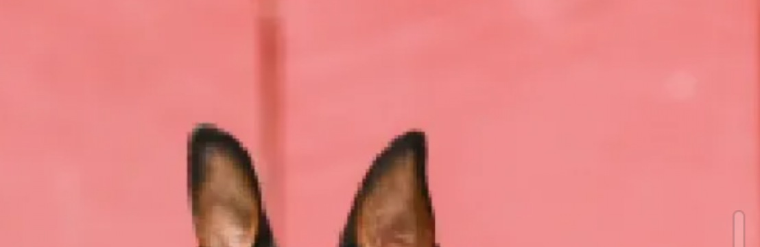 Pikachu Stitch Galv&atilde;o Costa Patr&iacute;cia Salgado Galv&atilde;o Costa 