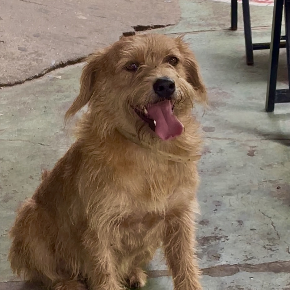 Pingo d&rsquo;Ajuda  C&atilde;ozinho Comunit&aacute;rio 