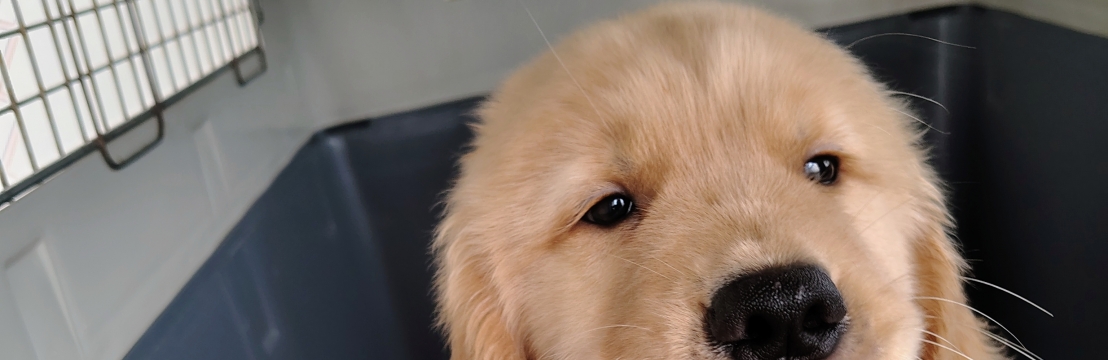 - GoldinhoAlisson Lucas marcelino 