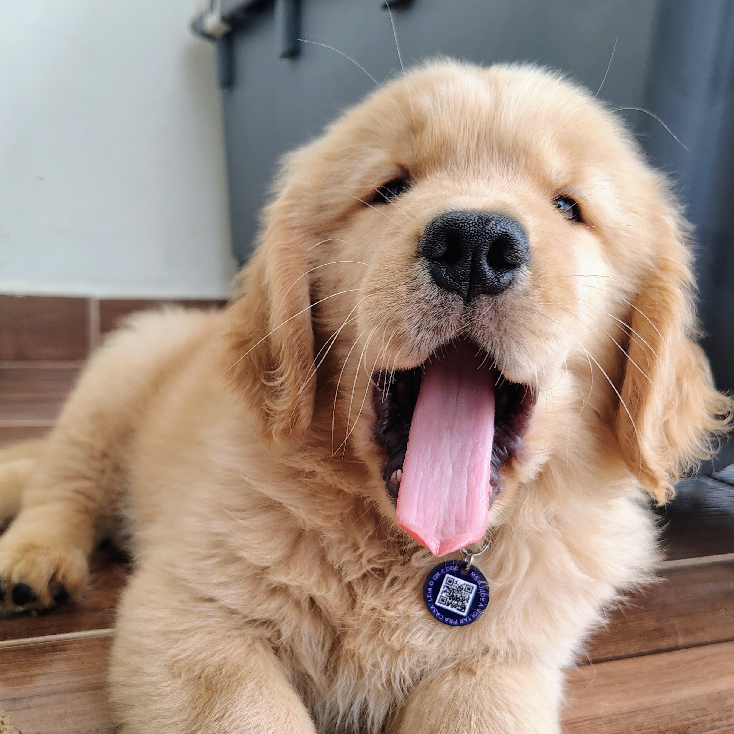 - Goldinho Alisson Lucas marcelino 