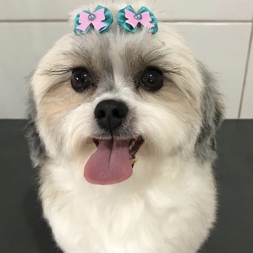 Suzy - Carla Daniela