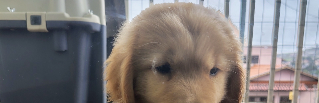 GoldinhoAlisson Lucas marcelino