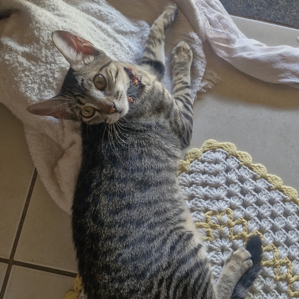 Luna Fernanda Rafaela Silva Caixeta 