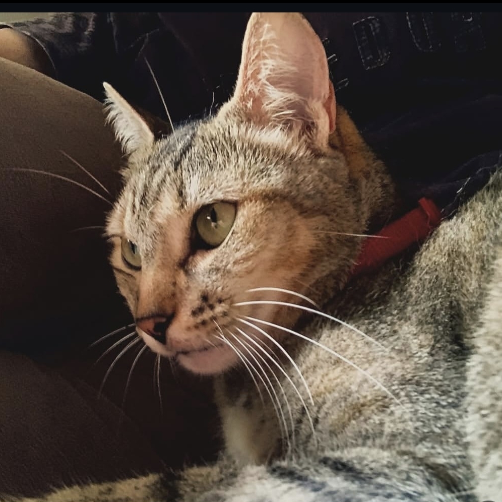 Kit-Cat Gean Rodrigues Ten&oacute;rio Leite