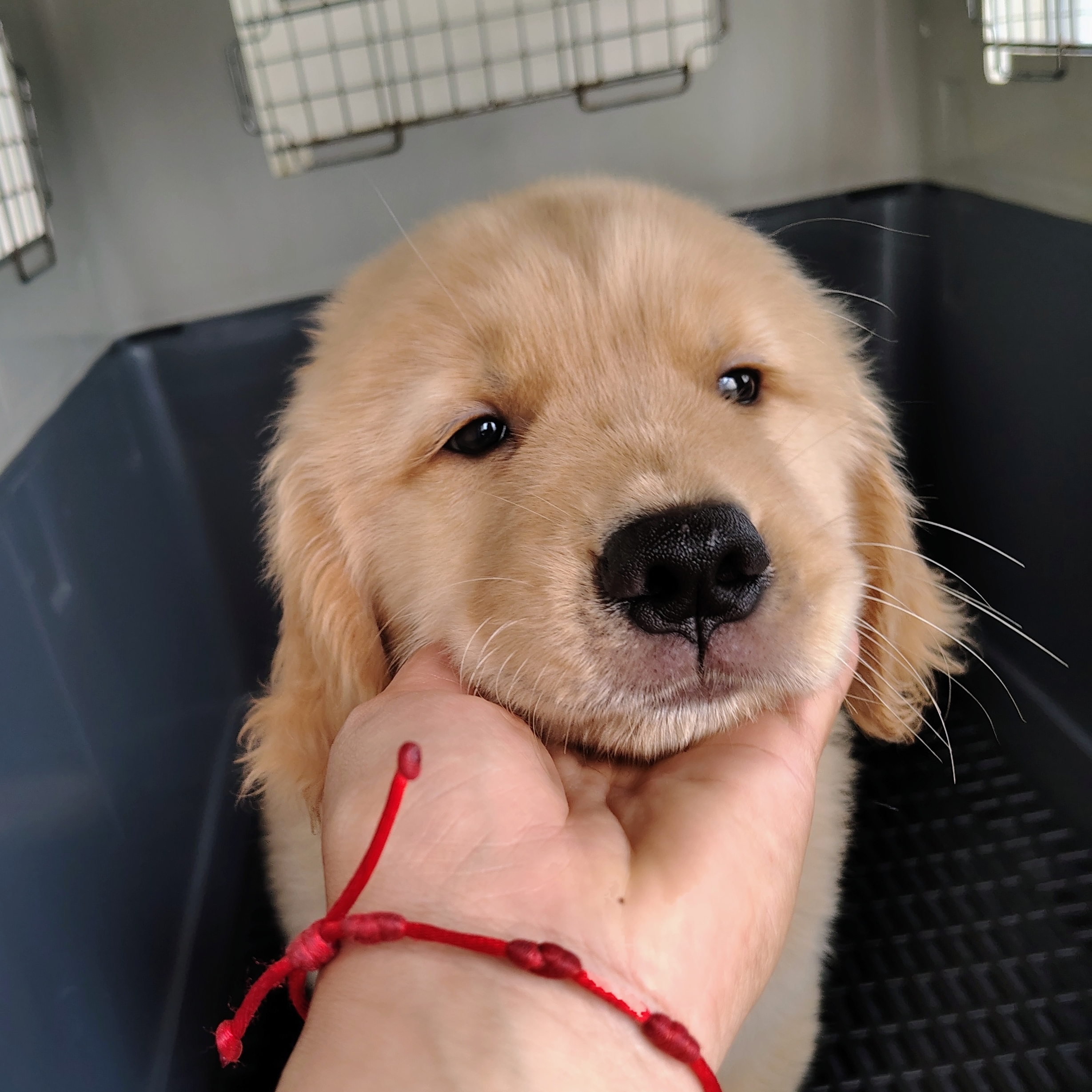 Goldinho Alisson Lucas marcelino