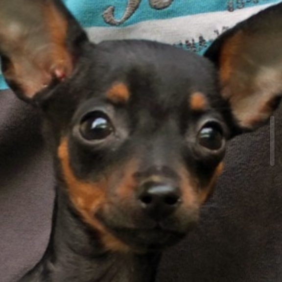 Pikachu Stitch Galv&atilde;o Costa  Patr&iacute;cia Salgado Galv&atilde;o Costa 