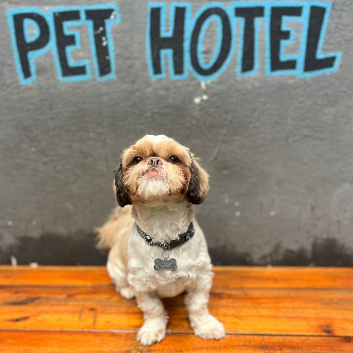 Cacau Marcela Pingituro Lapa 