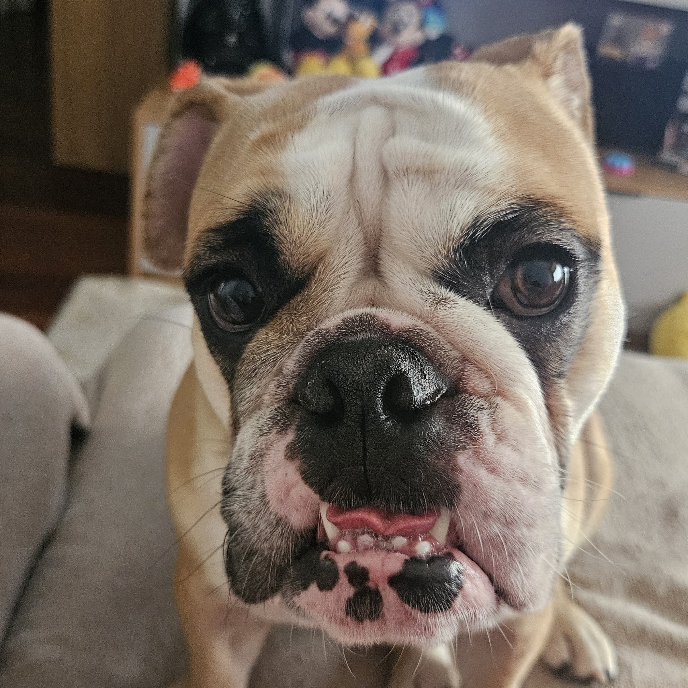 Liz Pa&ccedil;oca Caroline Spezzotti