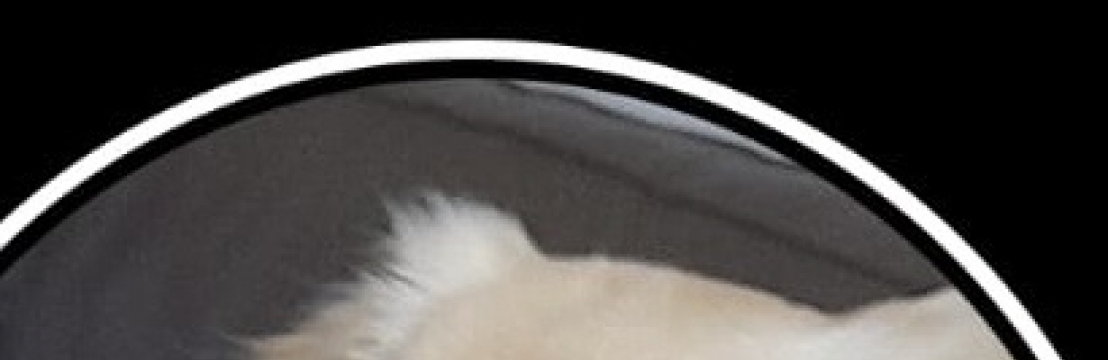 -Blond Zeus Jorge Celize Aparecida Esteves Jorge 