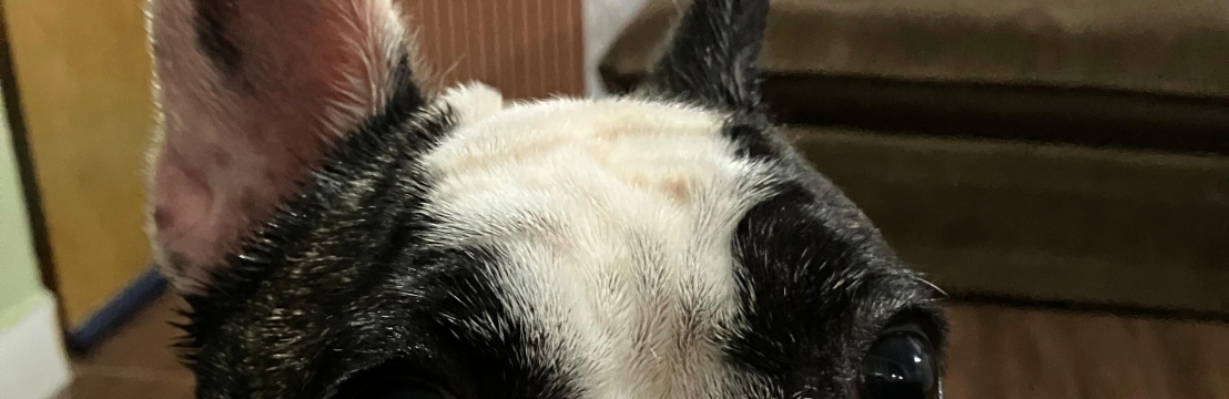 LollaManoela Drummond Gouvea Fonseca