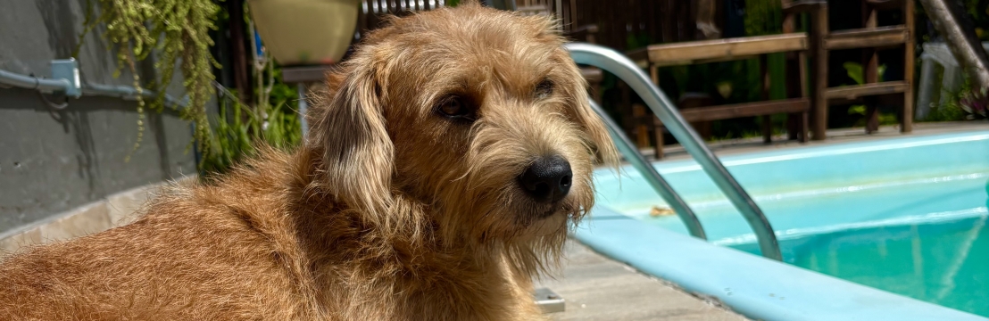 Pingo d&rsquo;Ajuda C&atilde;ozinho Comunit&aacute;rio 