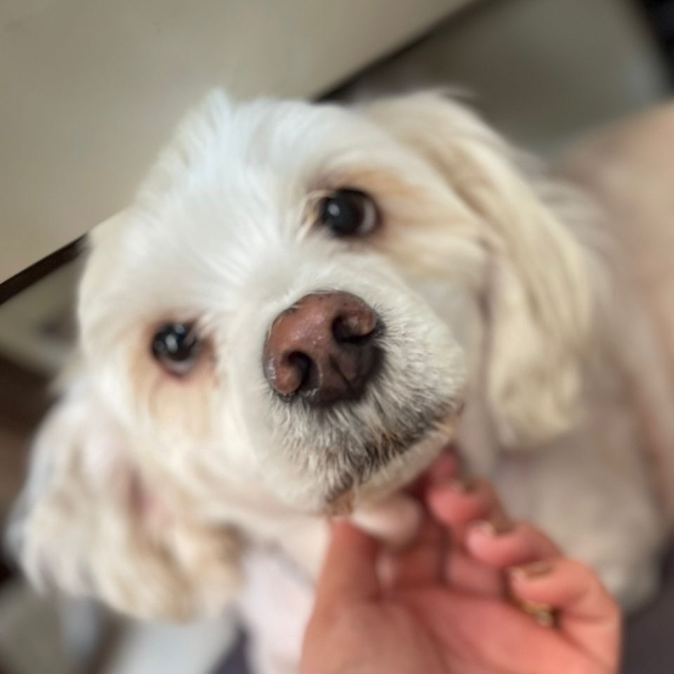 Bebel  Karolline e Fl&aacute;vio 