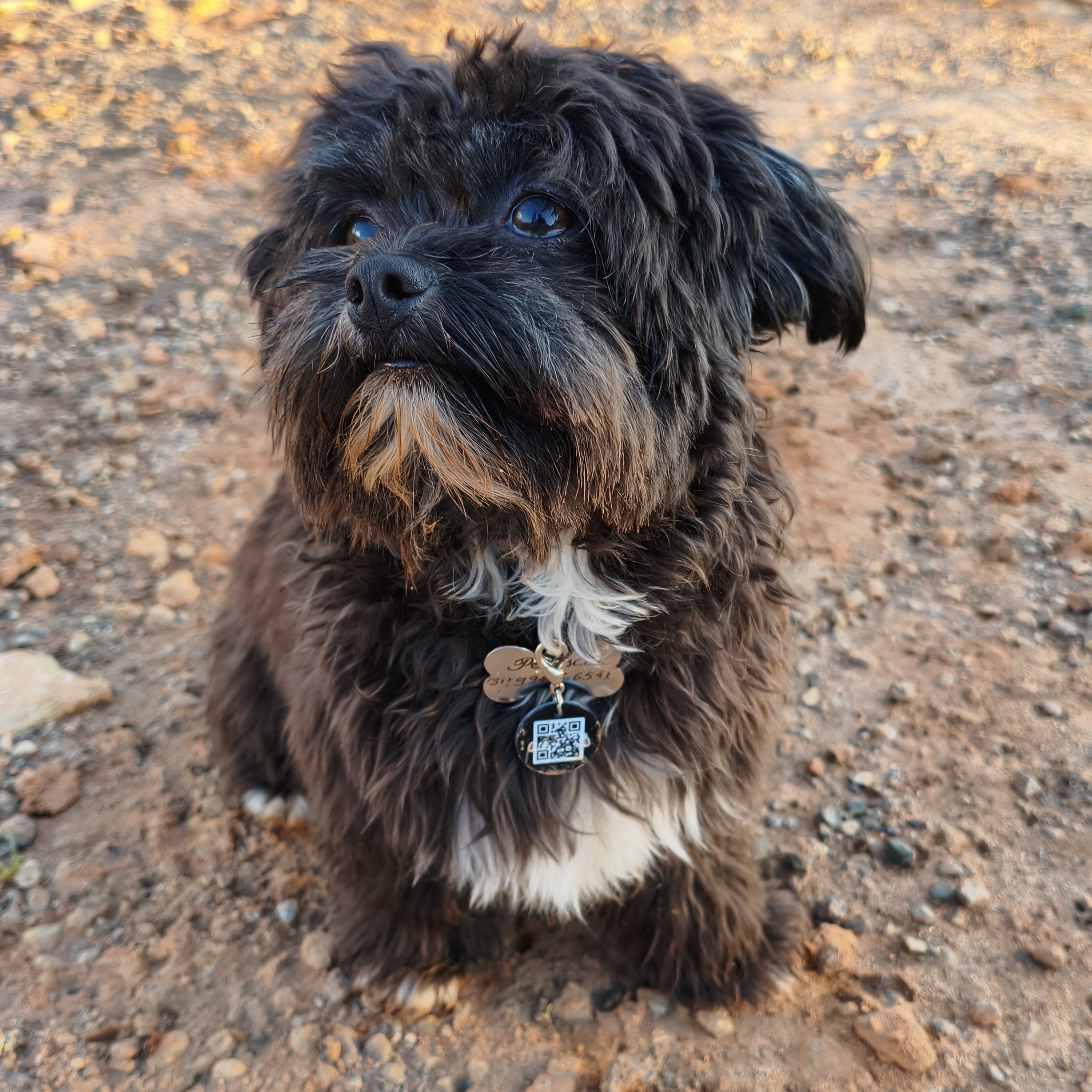 Petisco  Kelle costa 