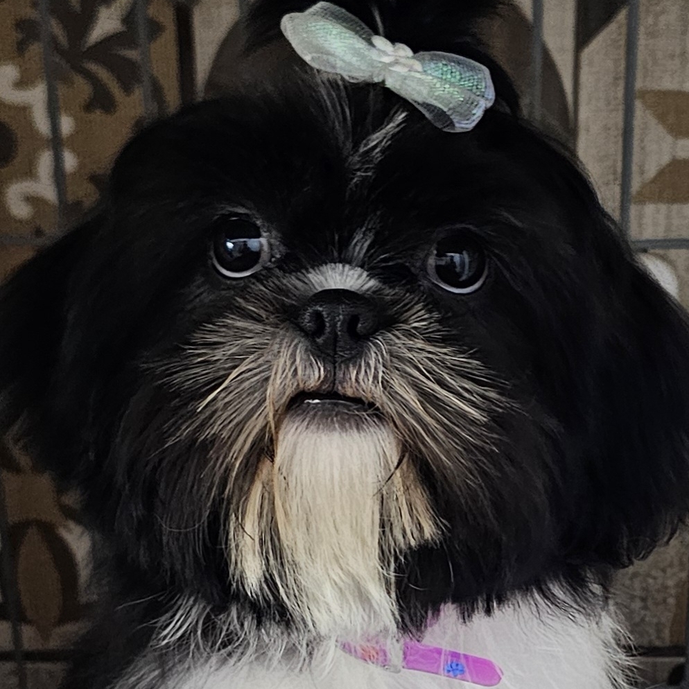 SEREIA Adilson e Henrique Carboni