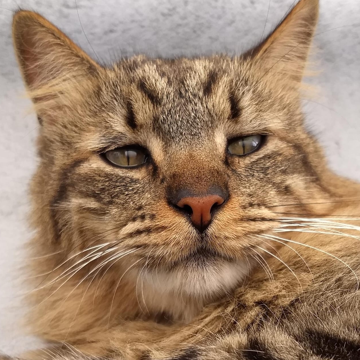 Milord Ivone Martins 