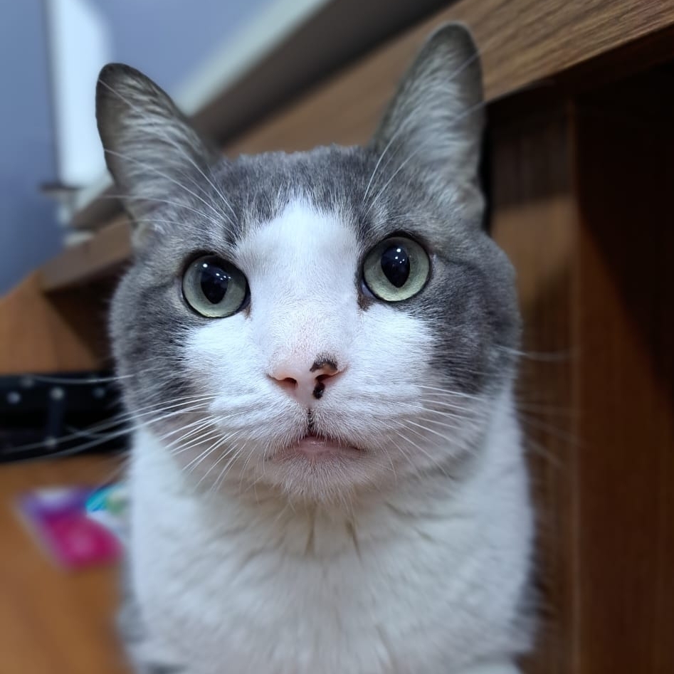 Balthazar Frederico Retzlaff