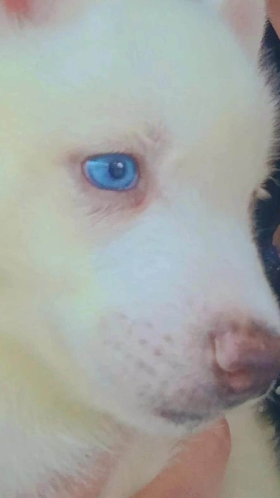 Olaf jacoby junior  Gabriela Baence 