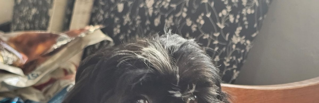 SEREIAAdilson e Henrique Carboni