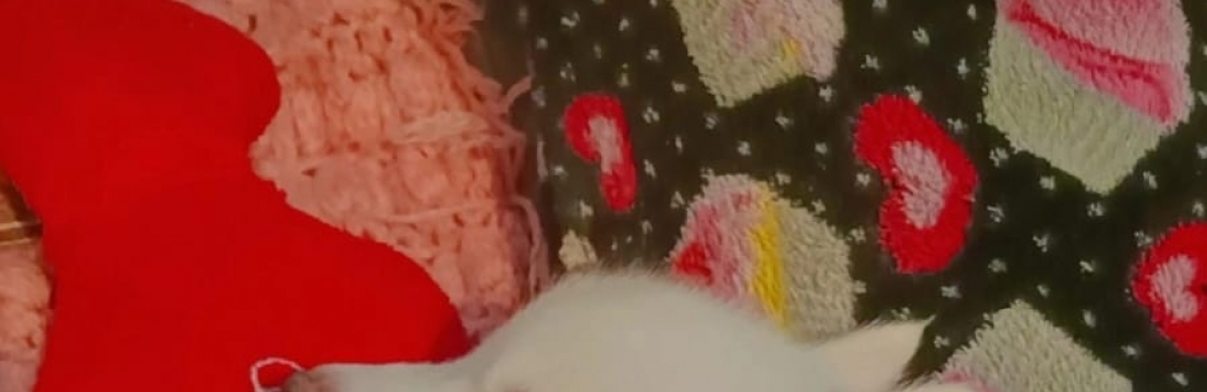 Olaf jacoby junior Gabriela Baence 